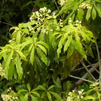Pittosporum ceylanicum Wight
